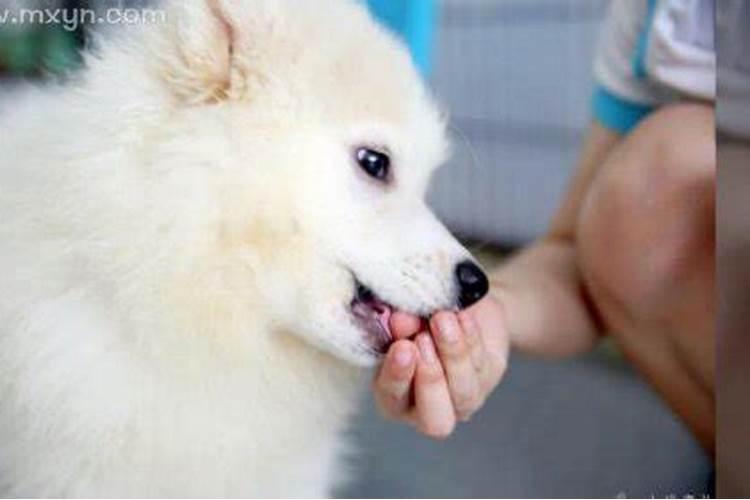 梦见狗咬自己手是什么预兆？