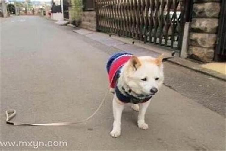 梦到狗丢了预示着什么？