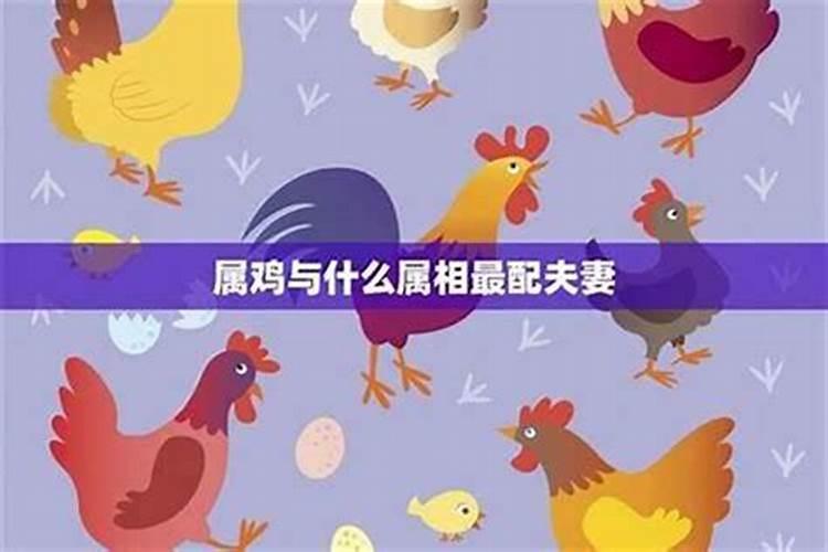 鸡和兔合婚怎么样？