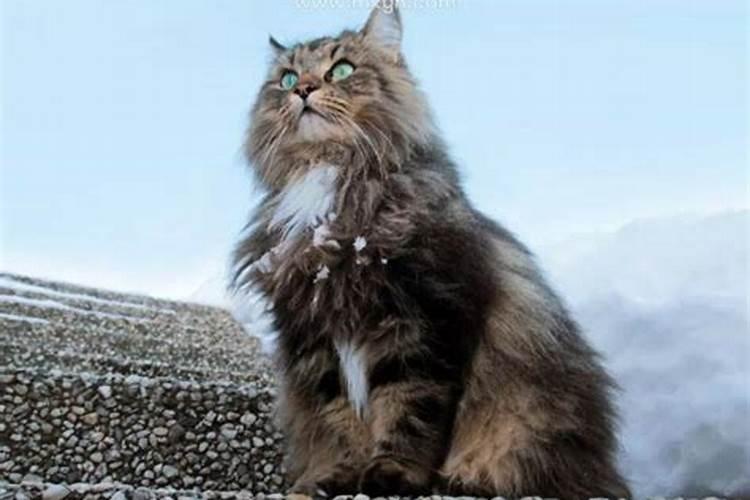 梦见猫周公解梦梦林玄解