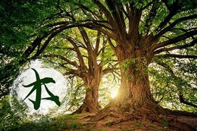 八字缺木如何调理自己？