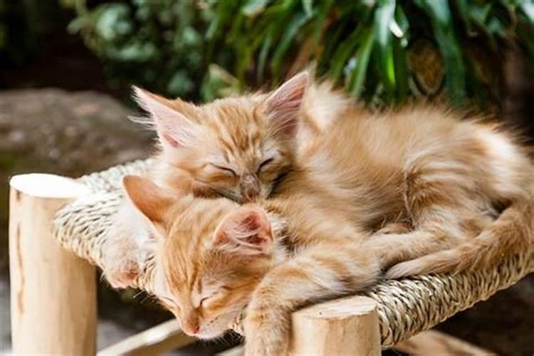梦见猫死了是什么意思有新生猫？