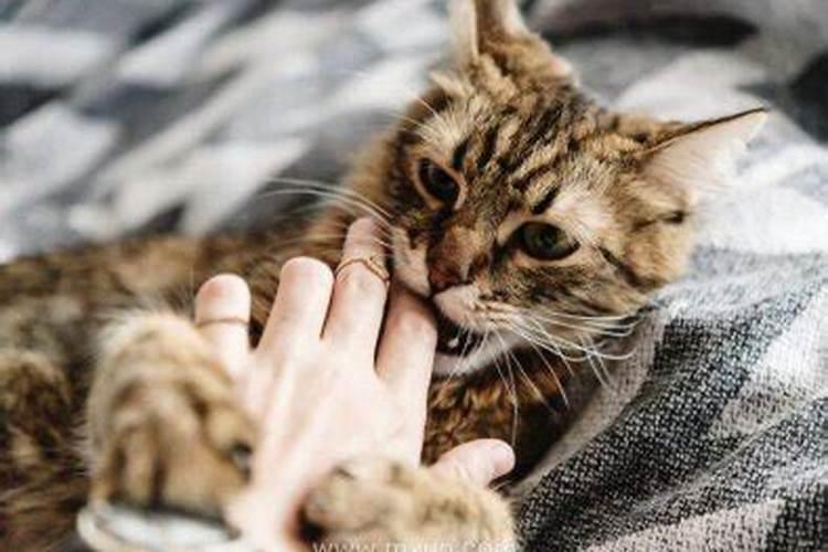 梦见猫咬我什么意思啊？