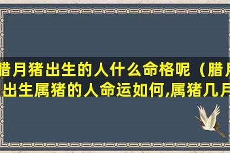 属猪腊月出生感情婚姻如何？
