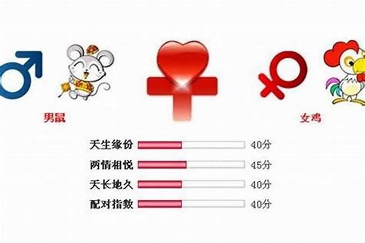 男属鼠和女属鸡合婚吗？