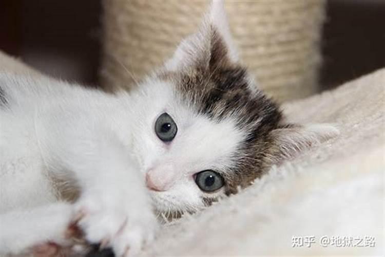什么属相不适宜养猫？