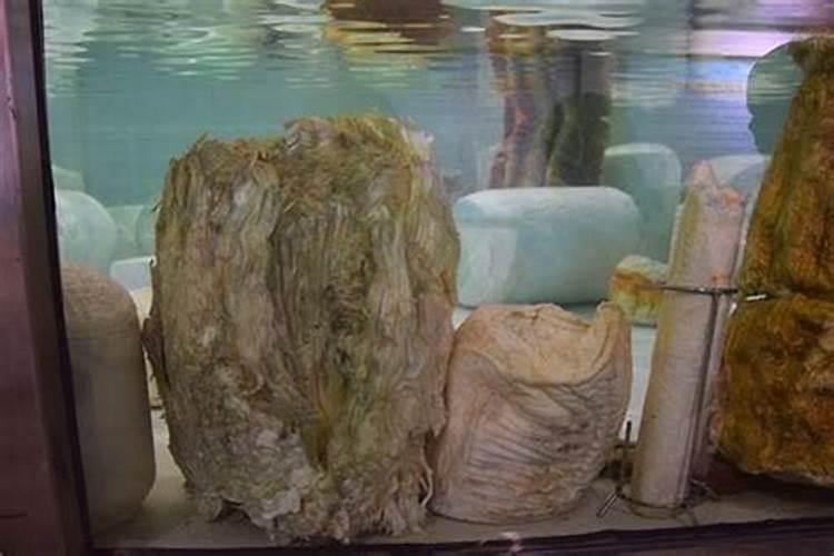 石太岁泡水用过的经验之谈