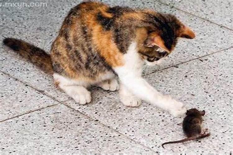 梦见猫捉老鼠什么预兆解梦？