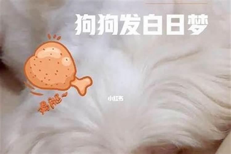 梦见狗死了我在大哭心理解析