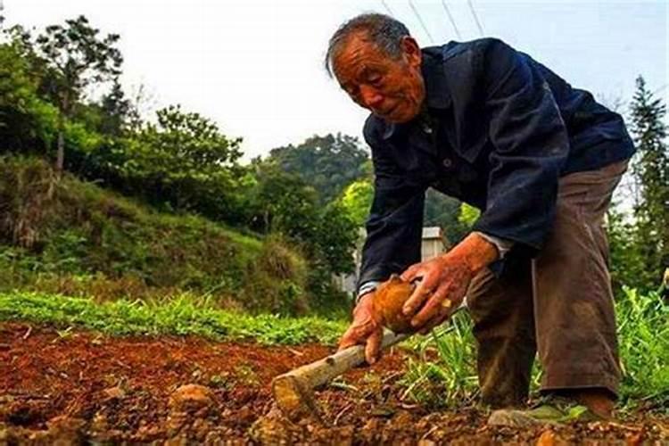 农民挖到太岁其实是