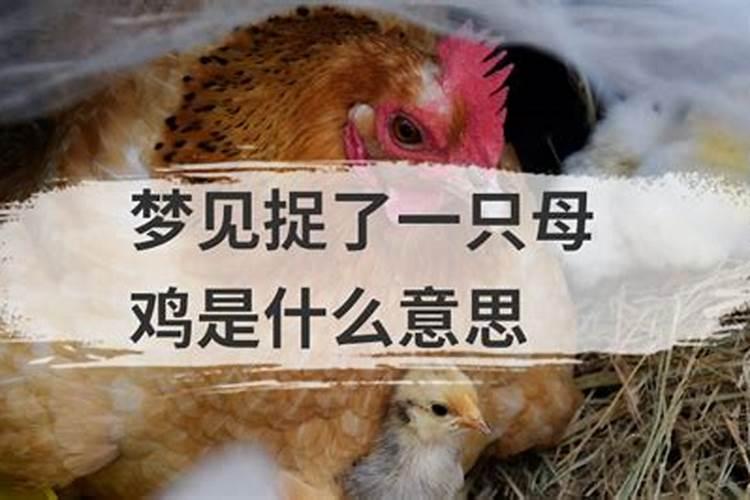 梦见几只母鸡？