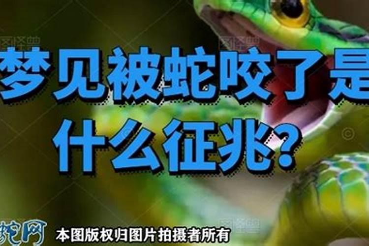 梦见被蛇咬了是什么征兆佛滔？