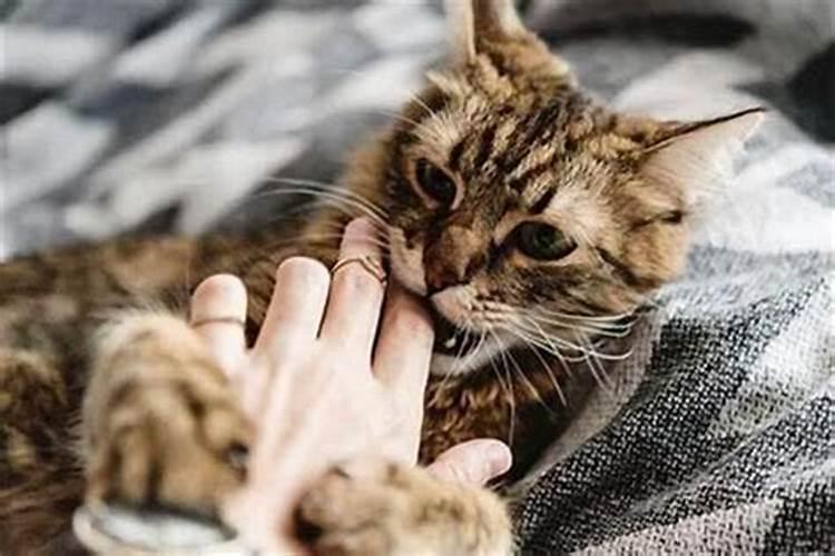 梦见猫咬住自己手不松口