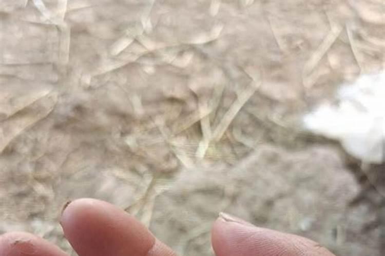 梦见捡到鸡蛋是什么征兆？