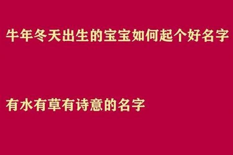 立秋出生的牛宝宝好不好？