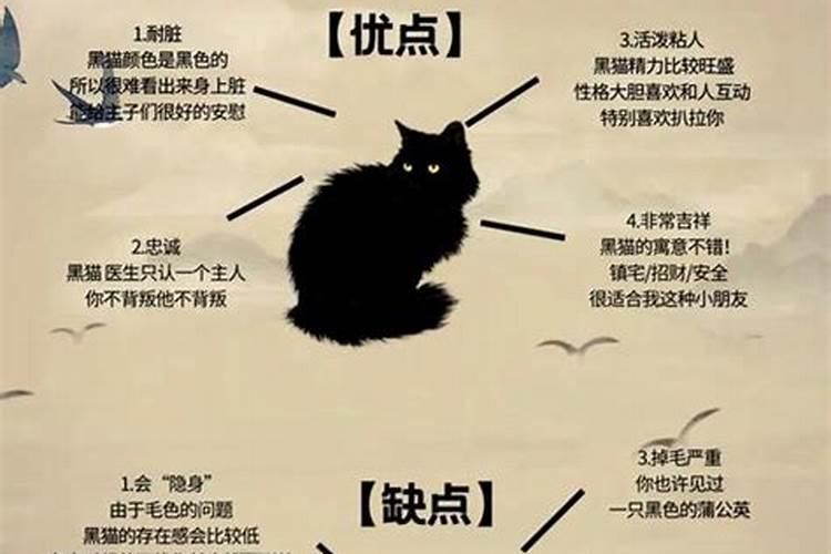 老是梦见猫是什么意思？