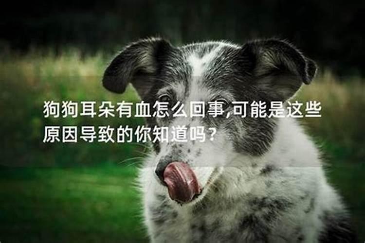 梦见狗身上有血什么意思周公解梦？