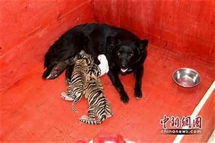 狗男女虎合婚吗？