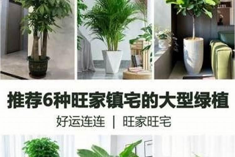 有助事业运的植物