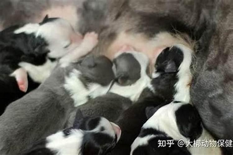 备孕梦到狗会怀孕吗？