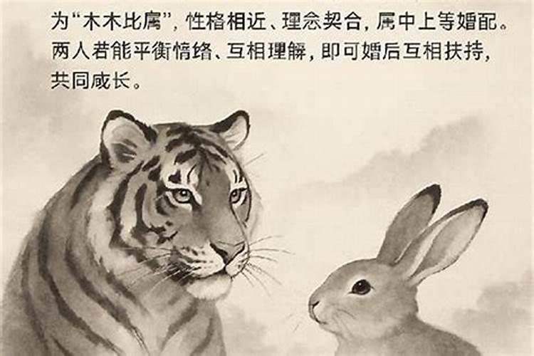 属虎和属兔的八字合吗？