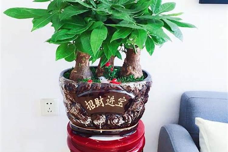 家里放什么花可以提升考试运？