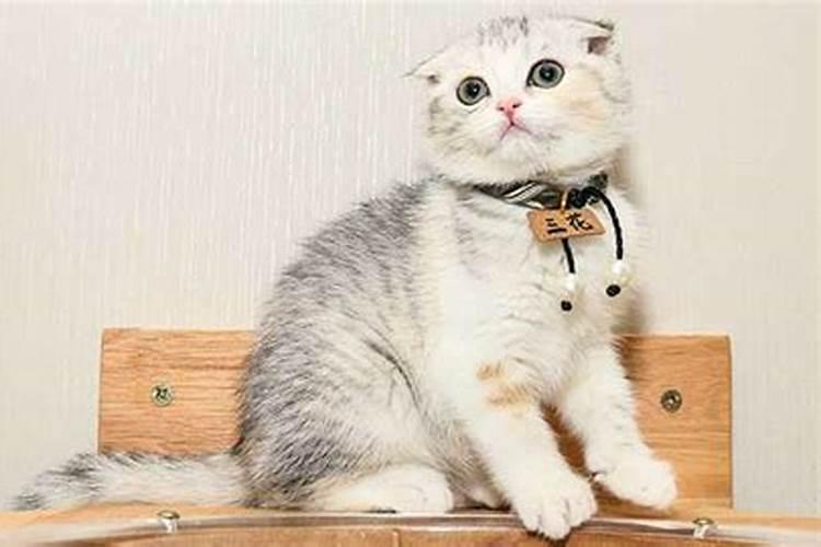 梦见和猫咪玩耍什么意思？