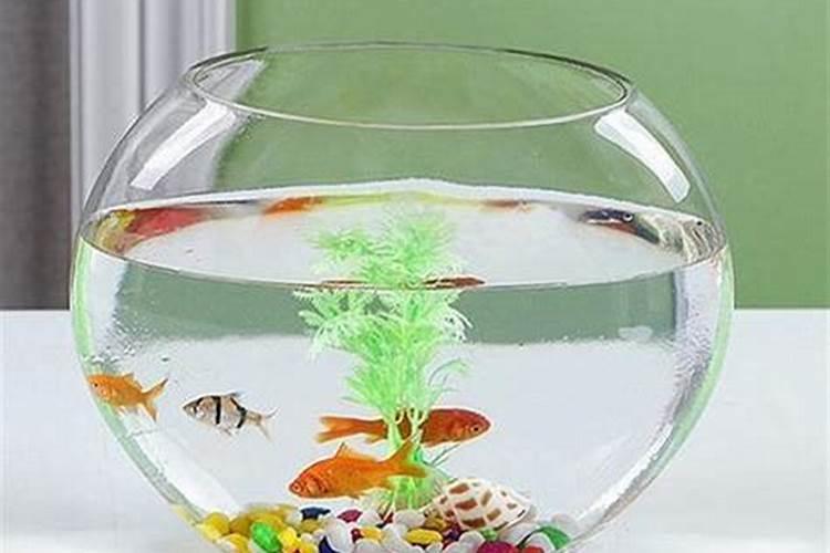 金命的人适合养鱼吗？