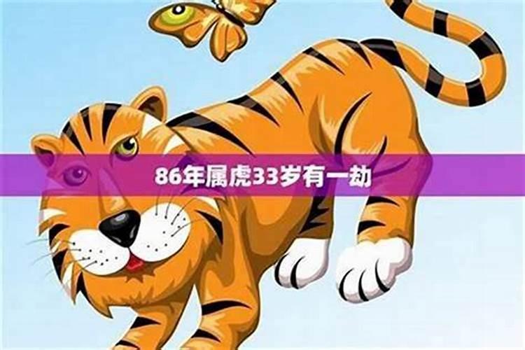 86年的虎2026年是本命年吗？