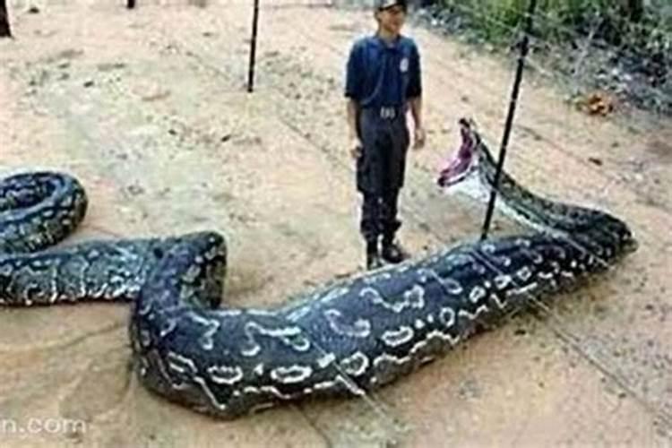 梦见蟒蛇吃小蟒蛇什么意思啊？