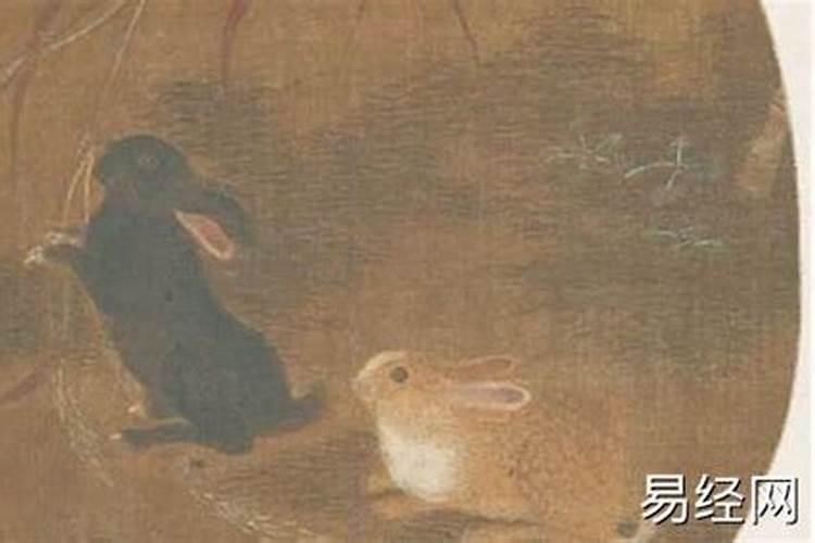 卯兔是什么意思？
