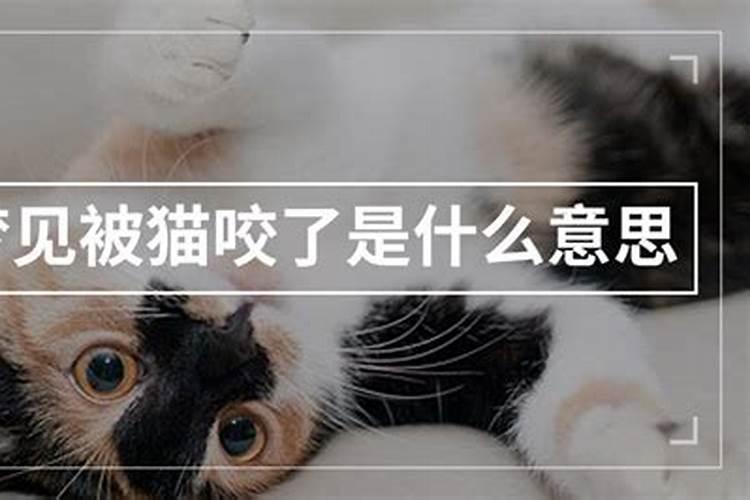梦见被猫咬是什么意思？