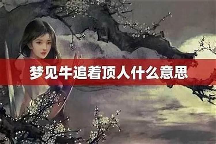 梦见牛顶我是什么意思周公解梦？