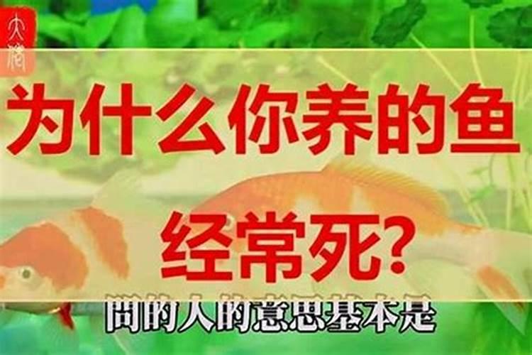 除夕鱼死了预兆