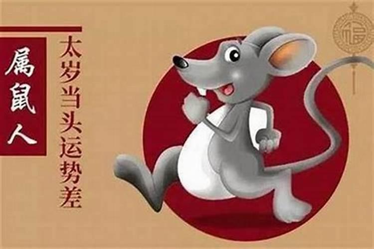 属虎和属鼠的合不合