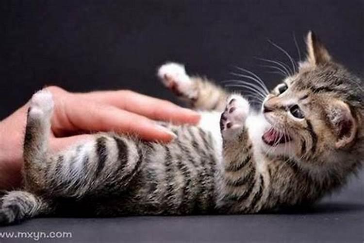 梦到猫咬自己怎么回事？
