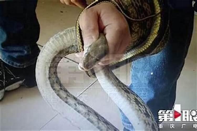 梦见大蛇是什么预兆女人？