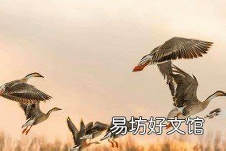 梦见鸟是胎梦吗？