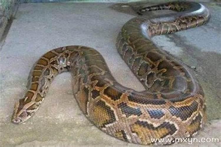 梦见吃大蟒蛇是什么意思？