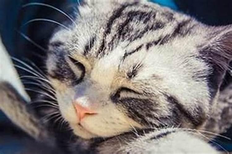 梦见猫难产死了什么预兆？