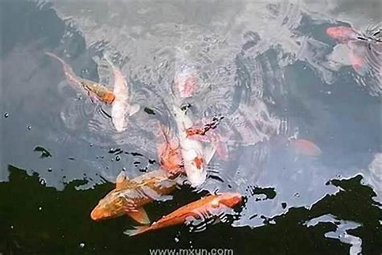 梦见特别多的大鱼在水里游？