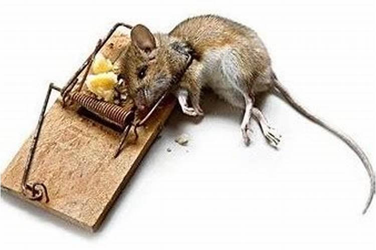 梦见打死老鼠