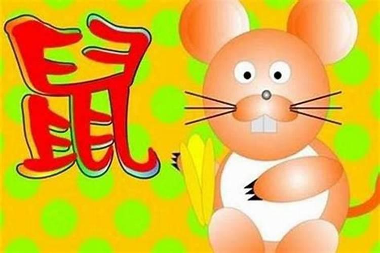 立春出生的老鼠