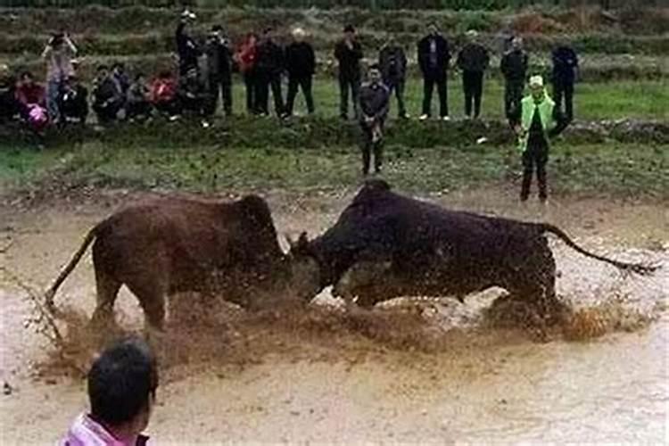 梦见牛追自己怎么解？