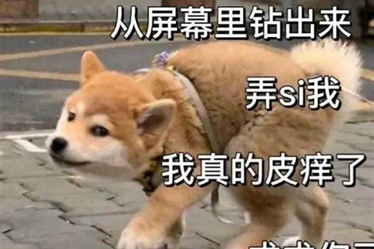 梦见狗死了又复活又攻击我