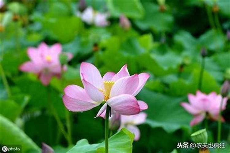 运气一般过了夏至就好了