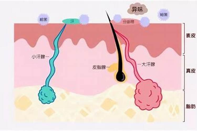 狐臭的人有什么阴债吗？