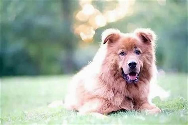 梦见狗狗怀孕什么预兆呢？
