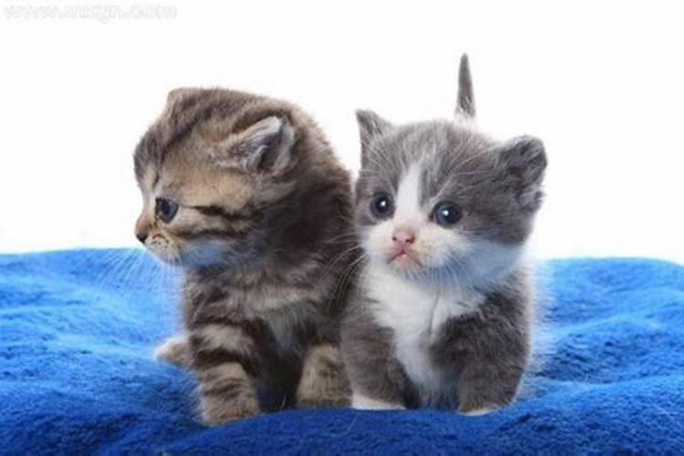 梦见小猫