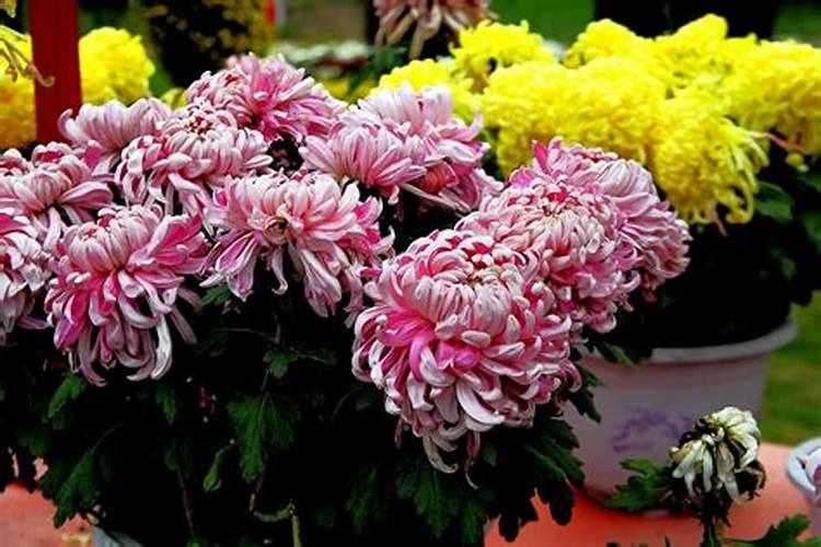 重阳节武汉哪里可以赏菊花？